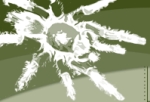 Arachnophilia.de - Alles über
         Vogelspinnen